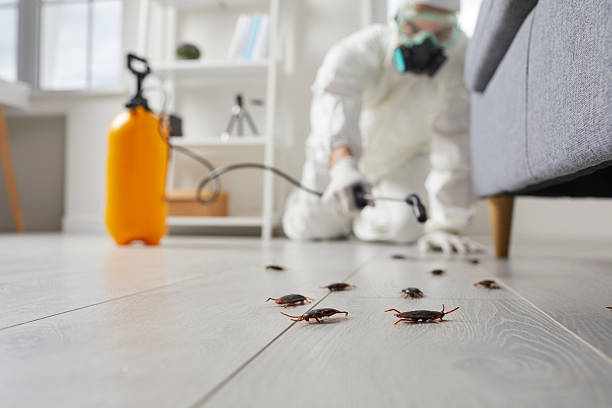 Commercial Kitchen Cockroach Control in Olympia